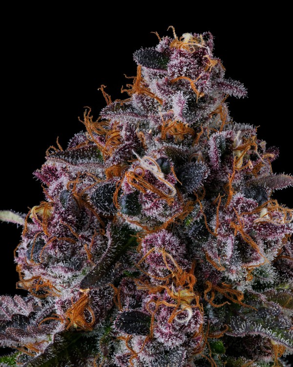 BearBush-Bear-Bush-Botanical-Collective-Compound-Genetics-NYC-Vapor-Fem-5