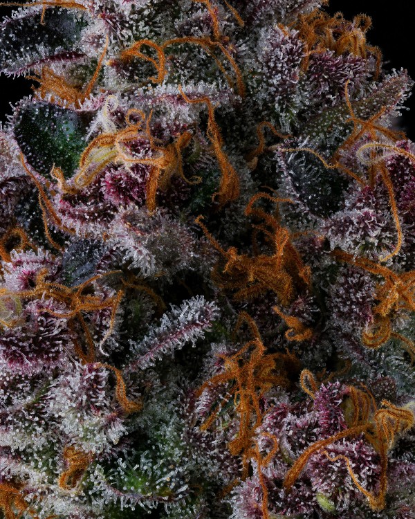 BearBush-Bear-Bush-Botanical-Collective-Compound-Genetics-NYC-Vapor-Fem-6