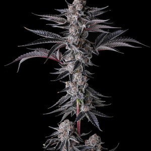 BearBush-Bear-Bush-Botanical-Collective-Compound-Genetics-New-Money-Fem-2