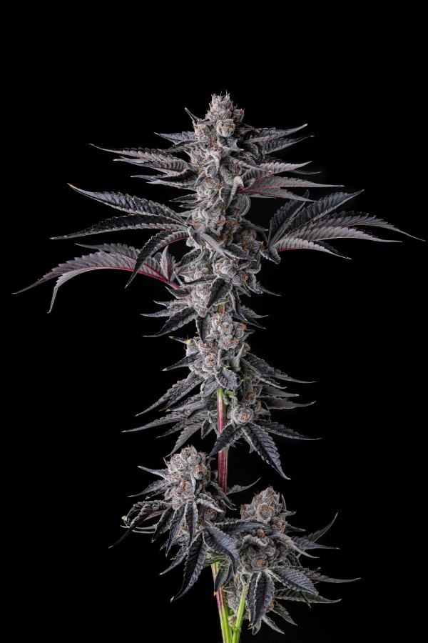 BearBush-Bear-Bush-Botanical-Collective-Compound-Genetics-New-Money-Fem-2