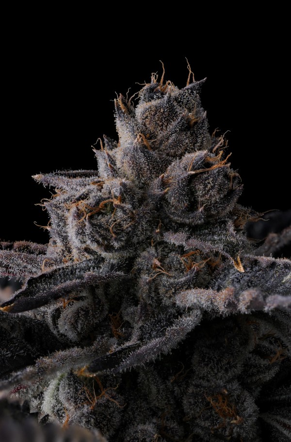 BearBush-Bear-Bush-Botanical-Collective-Compound-Genetics-New-Money-Fem-4