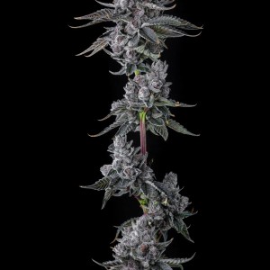 BearBush-Bear-Bush-Botanical-Collective-Compound-Genetics-Old-Money-Fem-2