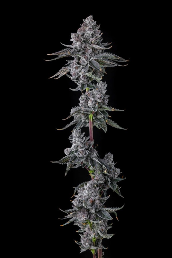 BearBush-Bear-Bush-Botanical-Collective-Compound-Genetics-Old-Money-Fem-2
