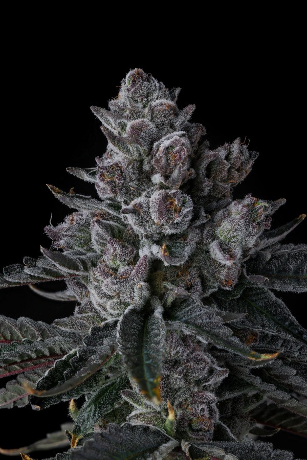 BearBush-Bear-Bush-Botanical-Collective-Compound-Genetics-Old-Money-Fem-3