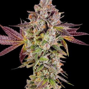 BearBush-Bear-Bush-Botanical-Collective-Compound-Genetics-Permafunk-Fem-2