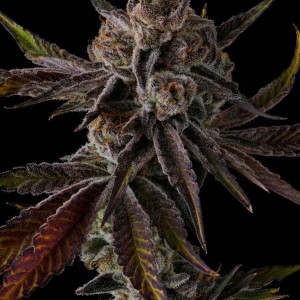 BearBush-Bear-Bush-Botanical-Collective-Compound-Genetics-Purple-Preserves-Fem-2
