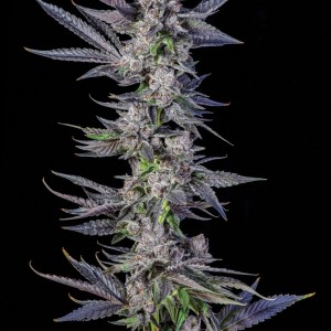 BearBush-Bear-Bush-Botanical-Collective-Compound-Genetics-Runtz-Carlton-Fem-2