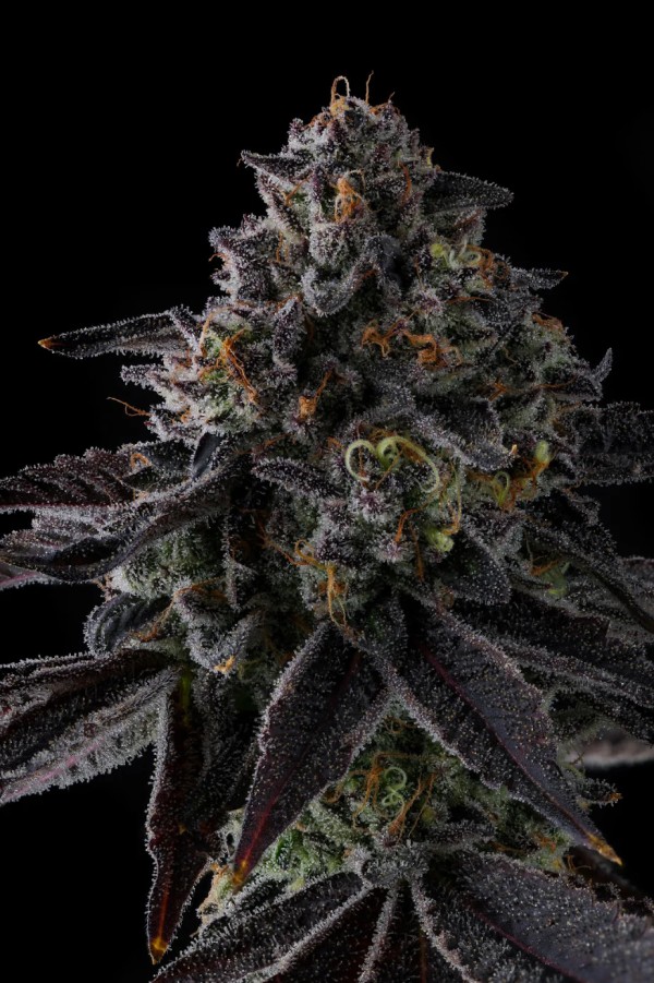 BearBush-Bear-Bush-Botanical-Collective-Compound-Genetics-Status-Symbol-Fem-2