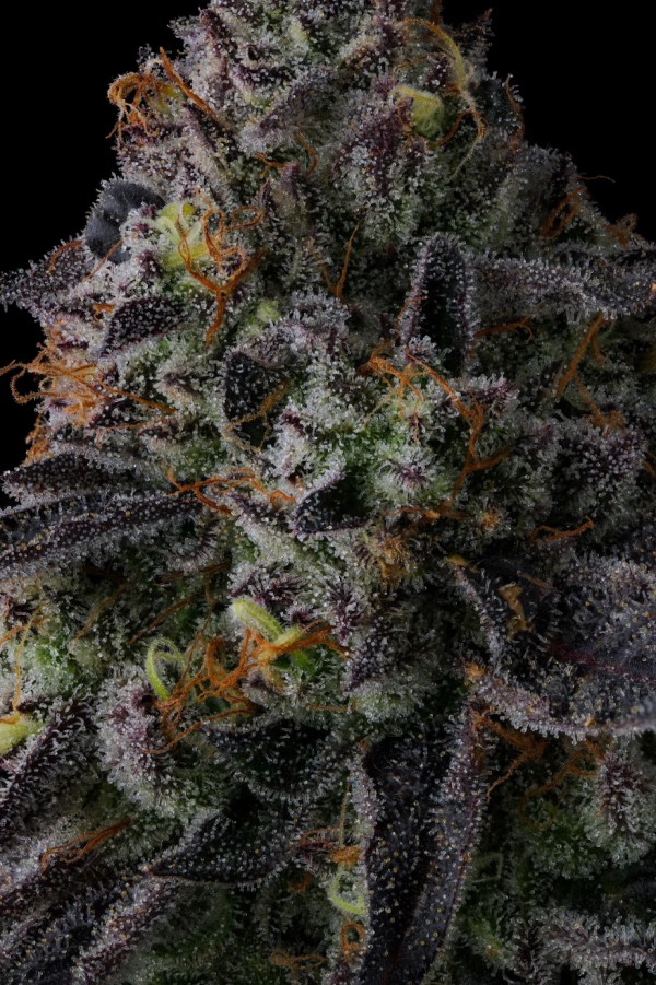 BearBush-Bear-Bush-Botanical-Collective-Compound-Genetics-Status-Symbol-Fem-4