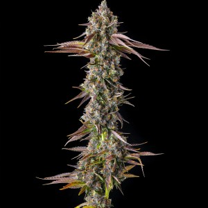 BearBush-Bear-Bush-Botanical-Collective-Compound-Genetics-Strawberry-Skrilla-Fem-2