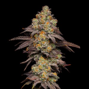 BearBush-Bear-Bush-Botanical-Collective-Cookies-Seed-Bank-Big-Z-Fem-2