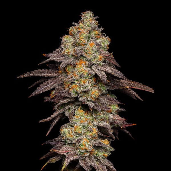 BearBush-Bear-Bush-Botanical-Collective-Cookies-Seed-Bank-Big-Z-Fem-2