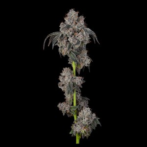 BearBush-Bear-Bush-Botanical-Collective-Cookies-Seed-Bank-Blueberry-Cherries-Fem-2