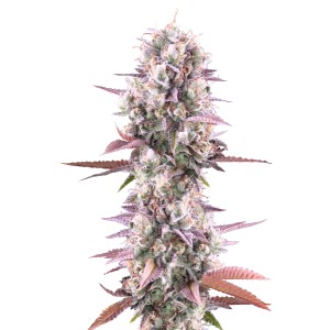 BearBush-Bear-Bush-Botanical-Collective-Fast-Buds-Lemon-Cherry-Runtz-Fem-2