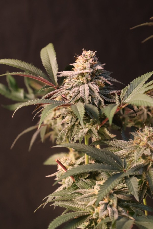 BearBush-Bear-Bush-Botanical-Collective-Fast-Buds-Lemon-Cherry-Runtz-Fem-5