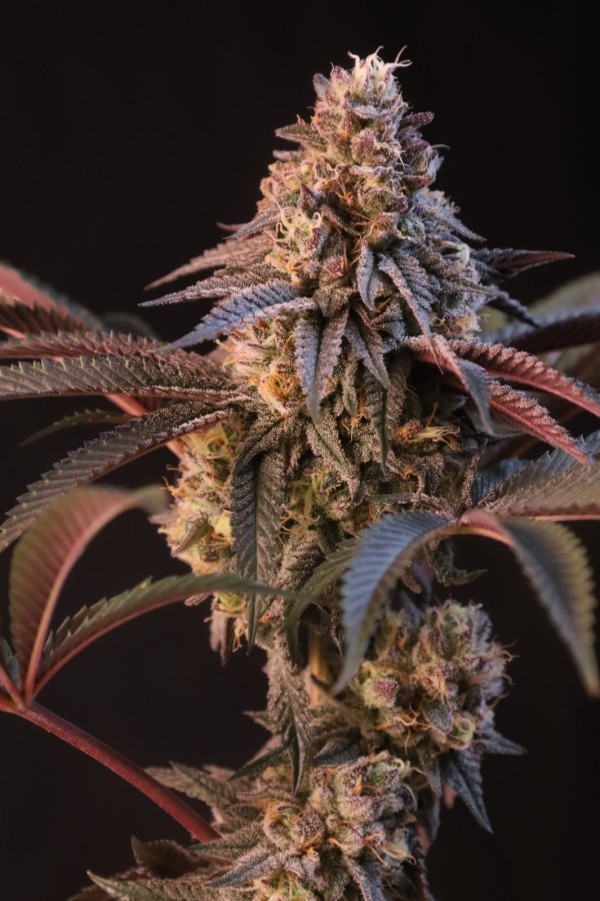 BearBush-Bear-Bush-Botanical-Collective-Fast-Buds-Lemon-Cherry-Runtz-Fem-8