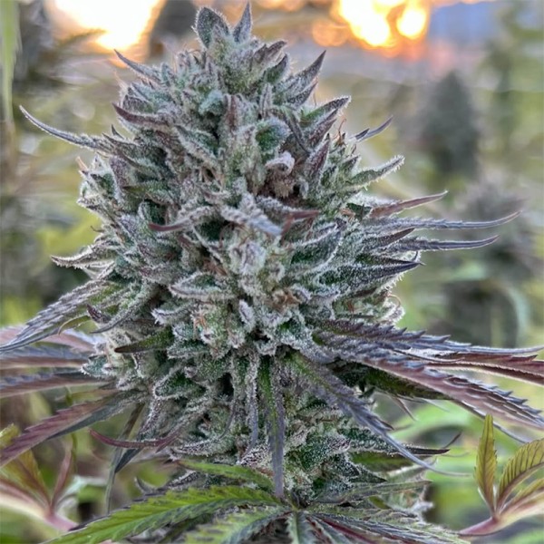 BearBush-Bear-Bush-Botanical-Collective-Purple-City-Genetics-Benzina-Fem-3