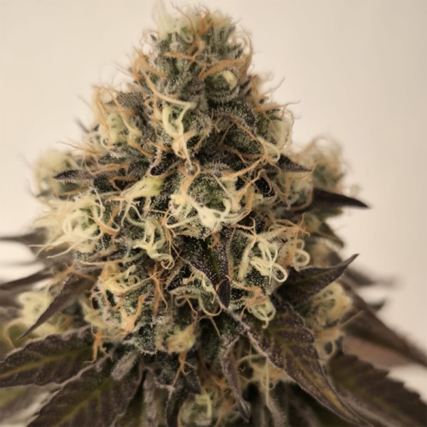 BearBush-Bear-Bush-Botanical-Collective-Purple-City-Genetics-Betty-Ford-Fem-3