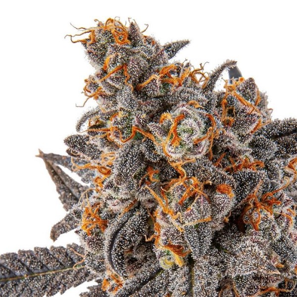 BearBush-Bear-Bush-Botanical-Collective-Purple-City-Genetics-Daily-Operation-Fem-3
