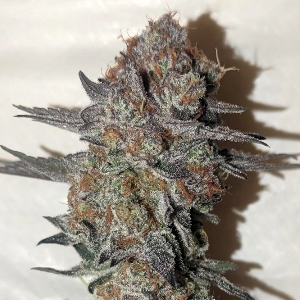 BearBush-Bear-Bush-Botanical-Collective-Purple-City-Genetics-Gush-Mints-1:1-Fem-CBD-3