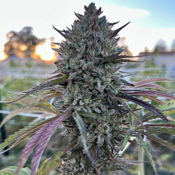 BearBush-Bear-Bush-Botanical-Collective-Purple-City-Genetics-Nectarine-Jelly-Fem-3