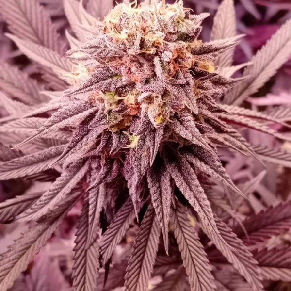 BearBush-Bear-Bush-Botanical-Collective-Purple-City-Genetics-Secret-Meetings-Fem-3