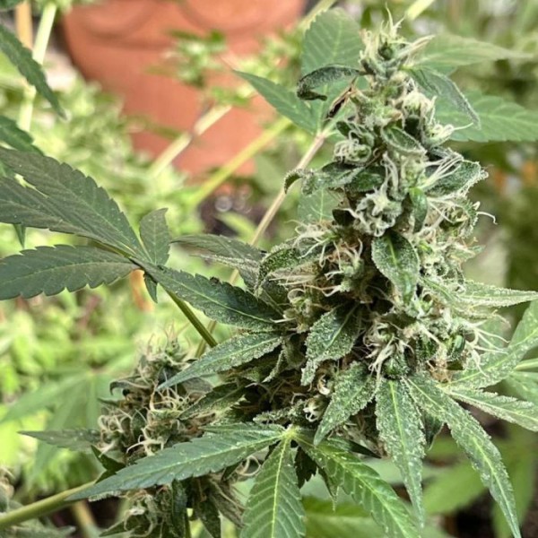 BearBush-Bear-Bush-Botanical-Collective-Purple-City-Genetics-Toronja-Fem-3