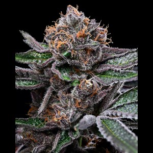 BearBush-Bear-Bush-Botanical-Collective-Cookies-Seed-Bank-Candy-Candy-Fem-2