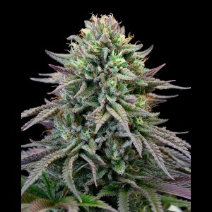BearBush-Bear-Bush-Botanical-Collective-Cookies-Seed-Bank-Cherry-Cooks-Fem-2