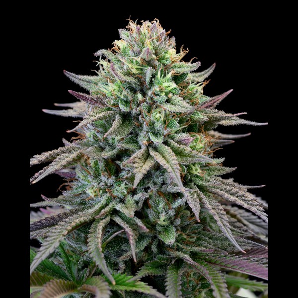 BearBush-Bear-Bush-Botanical-Collective-Cookies-Seed-Bank-Cherry-Cooks-Fem-2