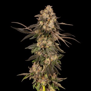 BearBush-Bear-Bush-Botanical-Collective-Cookies-Seed-Bank-Cherry-Fritter-Fem-2
