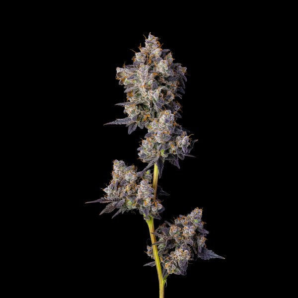 BearBush-Bear-Bush-Botanical-Collective-Cookies-Seed-Bank-Cherry-Zelato-Fem-2