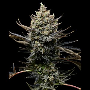 BearBush-Bear-Bush-Botanical-Collective-Cookies-Seed-Bank-Corn-Syrup-Fem-2