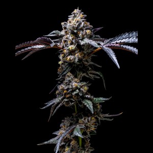 BearBush-Bear-Bush-Botanical-Collective-Cookies-Seed-Bank-Lemon-Cherry-Pop-Fem-2