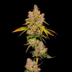 BearBush-Bear-Bush-Botanical-Collective-Cookies-Seed-Bank-Lemon-Cherry-Sherb-Fem-2