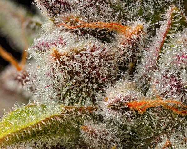 BearBush-Bear-Bush-Botanical-Collective-Cookies-Seed-Bank-Lemon-Cherry-Sherb-Fem-4