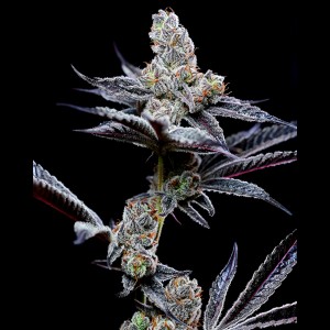 BearBush-Bear-Bush-Botanical-Collective-Cookies-Seed-Bank-Mind-Fuck-Fem-2