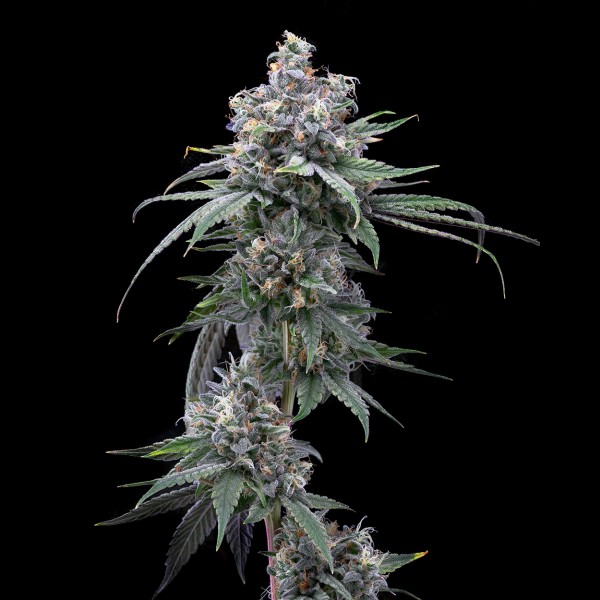 BearBush-Bear-Bush-Botanical-Collective-Cookies-Seed-Bank-Pie-Piss-Fem-2