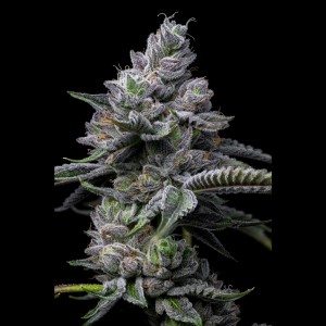BearBush-Bear-Bush-Botanical-Collective-Cookies-Seed-Bank-RS11-x-Hollywood-Fem-2