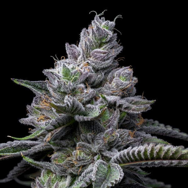 BearBush-Bear-Bush-Botanical-Collective-Cookies-Seed-Bank-RS11-x-Hollywood-Fem-3