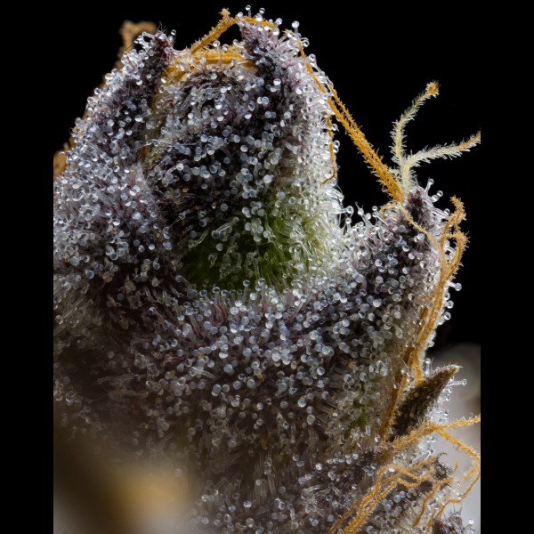 BearBush-Bear-Bush-Botanical-Collective-Cookies-Seed-Bank-RS11-x-Hollywood-Fem-4