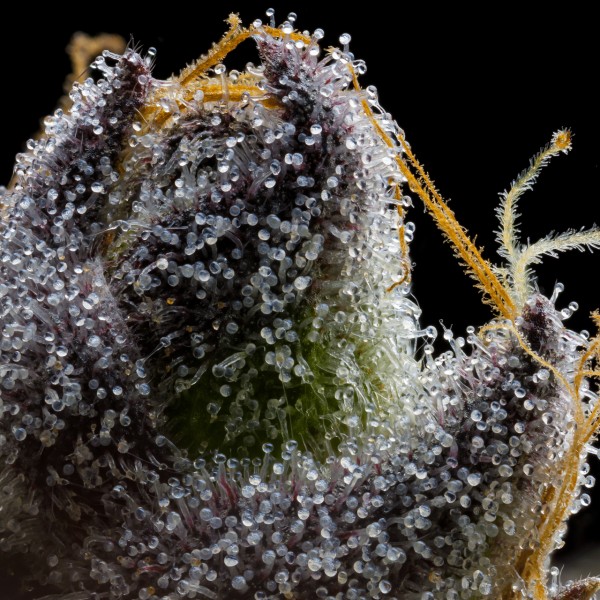 BearBush-Bear-Bush-Botanical-Collective-Cookies-Seed-Bank-RS11-x-Hollywood-Fem-5