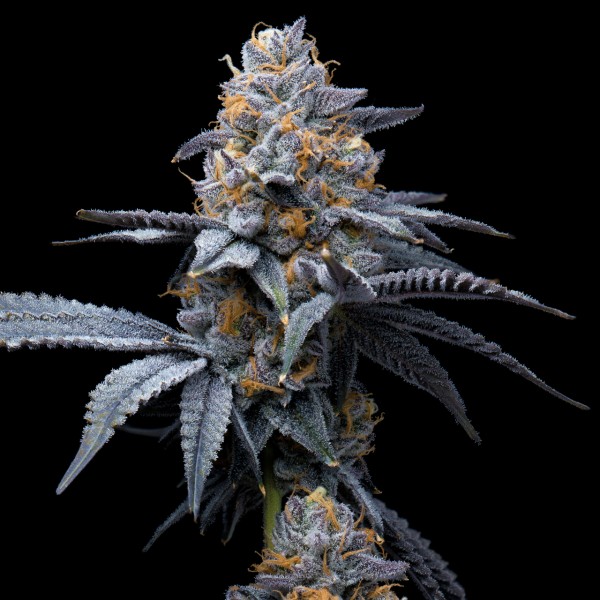 BearBush-Bear-Bush-Botanical-Collective-Cookies-Seed-Bank-Trop-Cookies-x-Hollywood-Fem-3