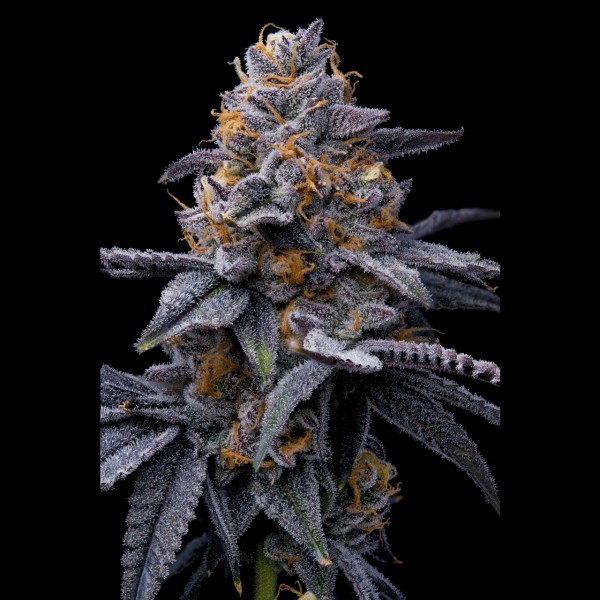 BearBush-Bear-Bush-Botanical-Collective-Cookies-Seed-Bank-Trop-Cookies-x-Hollywood-Fem-4
