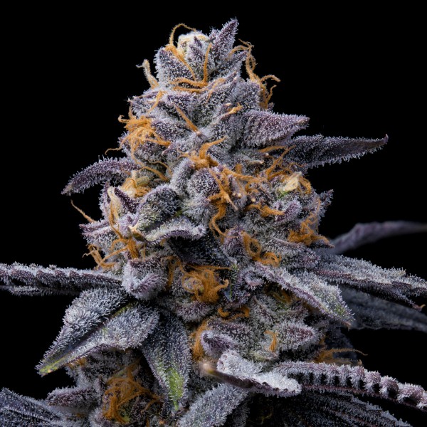 BearBush-Bear-Bush-Botanical-Collective-Cookies-Seed-Bank-Trop-Cookies-x-Hollywood-Fem-5