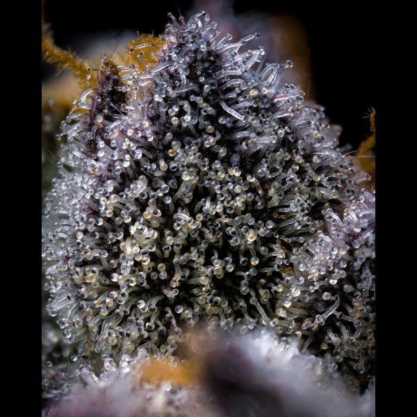 BearBush-Bear-Bush-Botanical-Collective-Cookies-Seed-Bank-Trop-Cookies-x-Hollywood-Fem-6