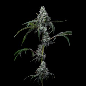 BearBush-Bear-Bush-Botanical-Collective-Cookies-Seed-Bank-UK-Cheese-x-Hollywood-Fem-2