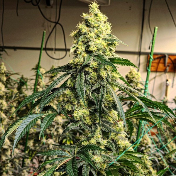 BearBush-Bear-Bush-Botanical-Collective-Ethos-Genetics-Sour-G-R1-Fem-2