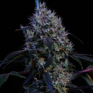 BearBush-Bear-Bush-Botanical-Collective-Ethos-Genetics-Super-Lemon-Haze-RBX3-Fem-2