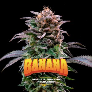 BearBush-Bear-Bush-Botanical-Collective-BSF-Seeds-Gorilla-Kingdom-Gorilla-Banana-Fem-2